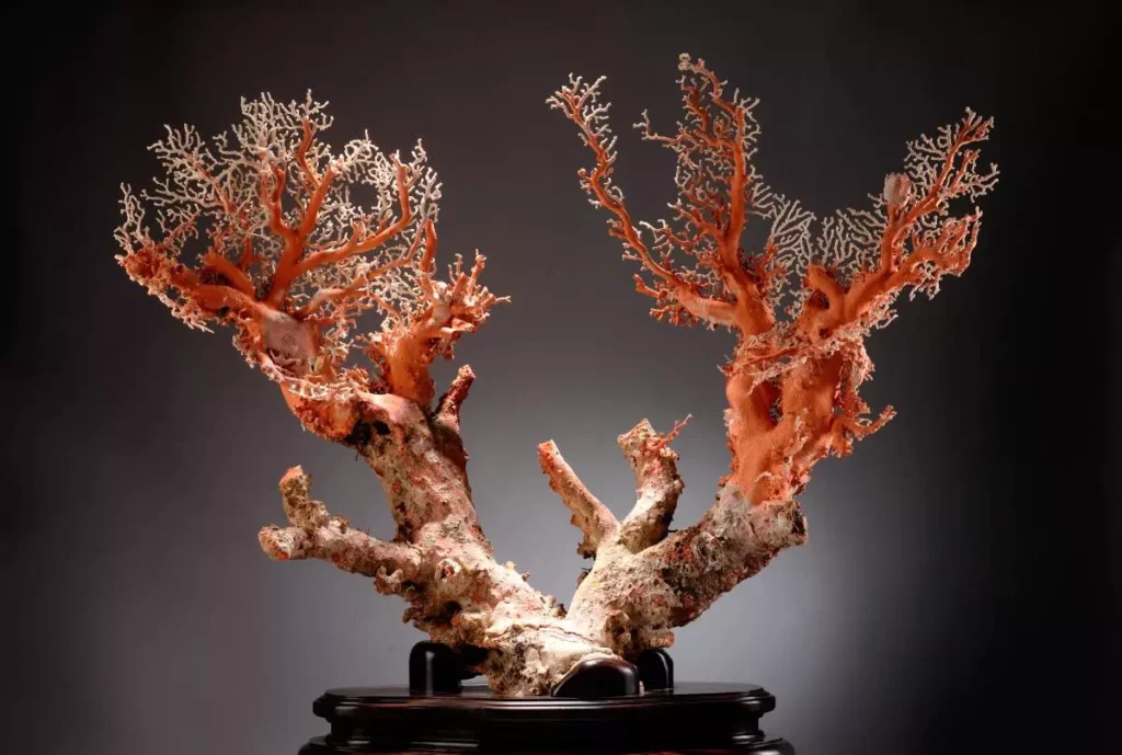 台北故宮博物院「絕處重生」珊瑚樹。